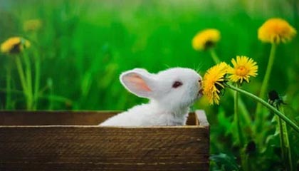 开云下载——开启极致数字体验的新方式